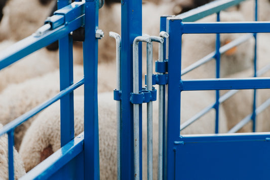 Sheep and goat handling equipment setup designed for safer handling and routine management