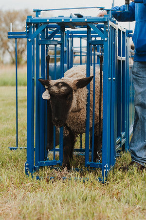 Complete Cage with Auto Headgate (971) sheep and goat handling equipment for livestock handling and animal flow