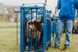 Sydell goat and sheep auto headgate