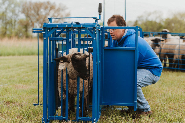 Sheep and goat barn system setup designed for safer handling and routine management