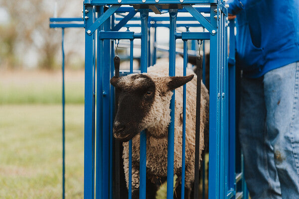 Sydell goat and sheep auto headgate
