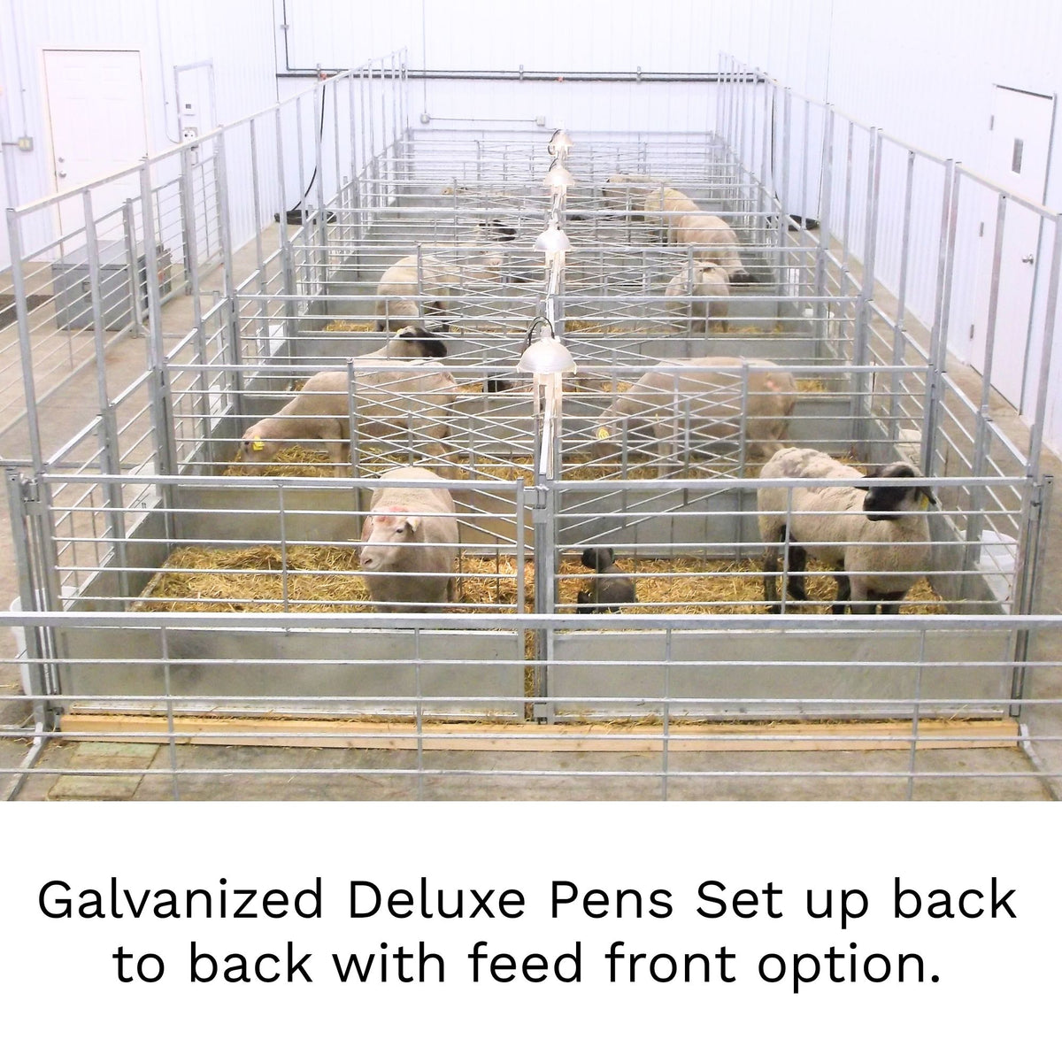 Galvanized metal deluxe animal pens set up in a row, with sheep standing inside on hay bedding. Text at the bottom reads: 'Galvanized Deluxe Pens Set up back to back with feed front option.