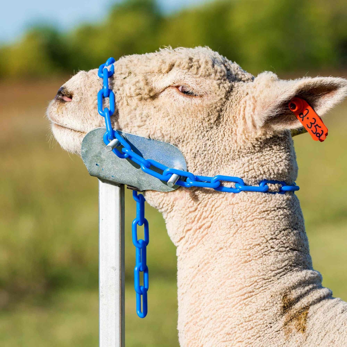 Small Head Piece -Item 0731-S for Sheep & Goats | Sydell #0731-S-1 / #AL0731-S-S
