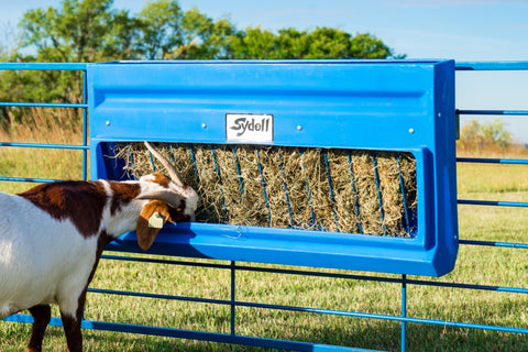 PolyHayGrainpolyhaygrainfeeder-sydell-sheep-goat-farm-handling-equipment-feeder-trough-hangingfeeder-polyfeeder-plasticfeeder-lifestyle-photo-goat