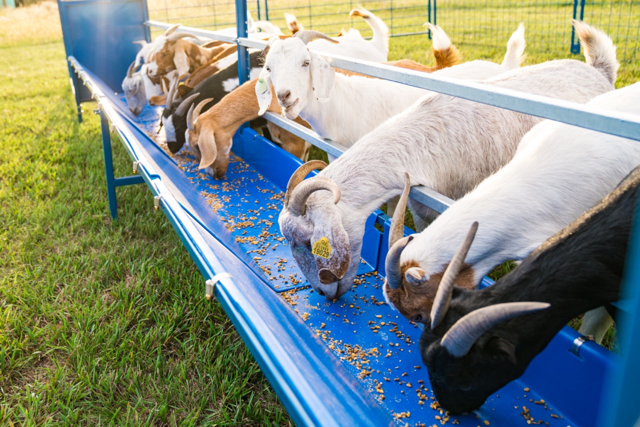 Bale feeder used for hoof trimming, sorting and controlled livestock movement