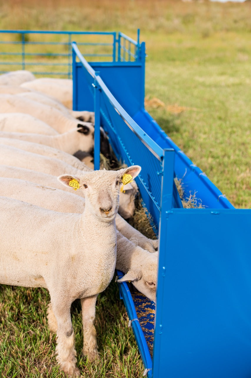 Sheep and goat feeding system setup designed for safer handling and routine management