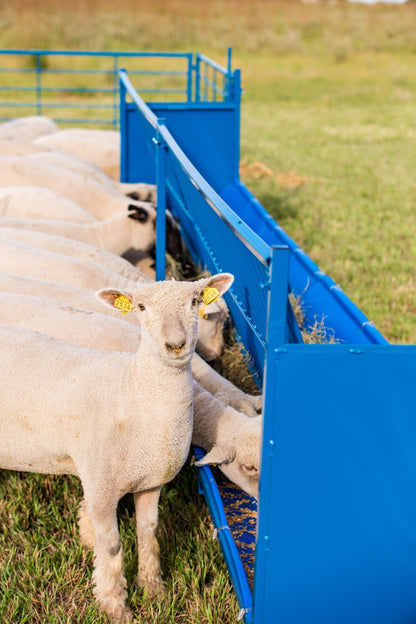 Sheep and goat feeding system setup designed for safer handling and routine management