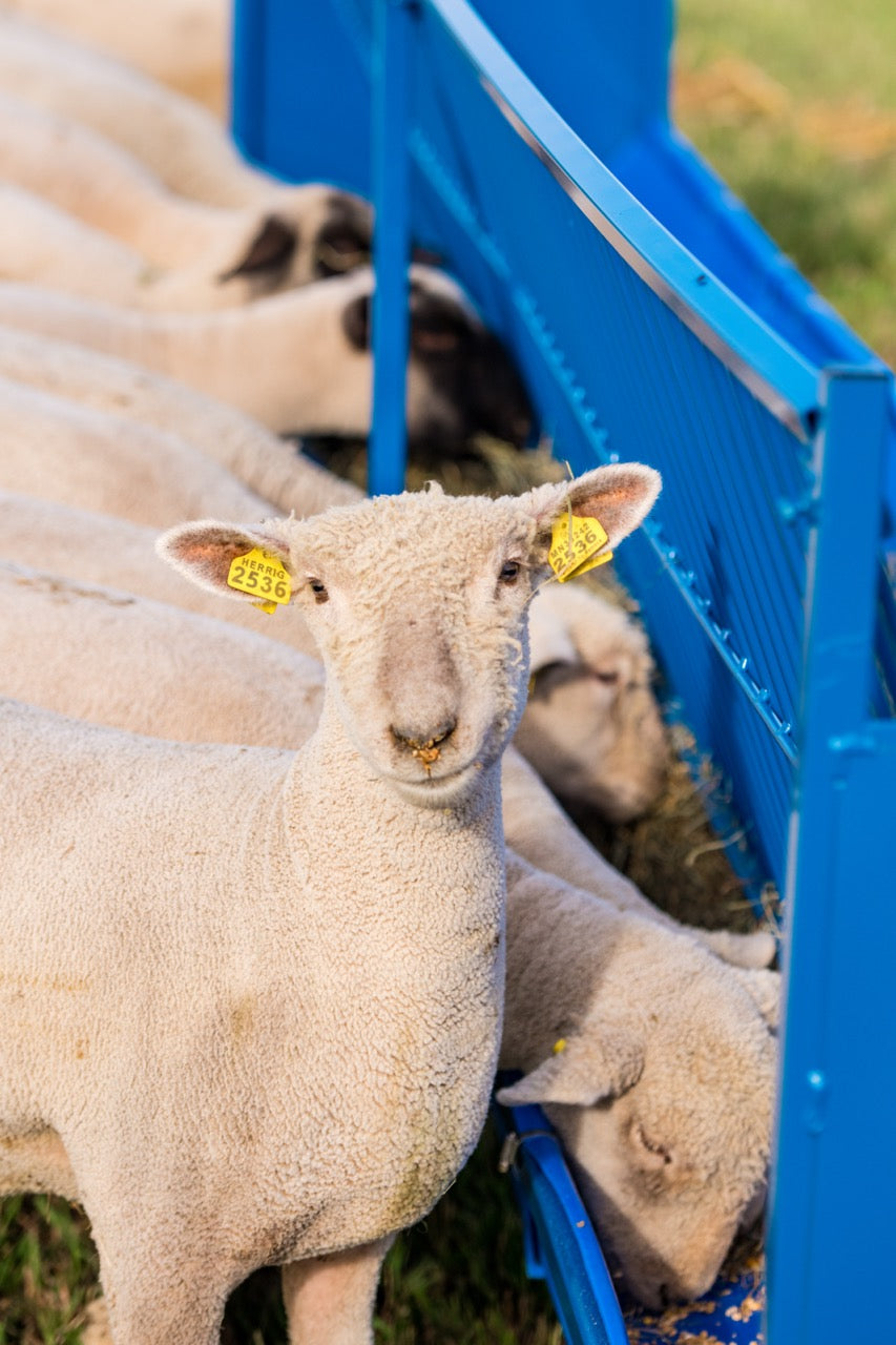 Starter Vertical Fenceline Feeders (815/817) sheep and goat grain feeder for livestock handling and animal flow