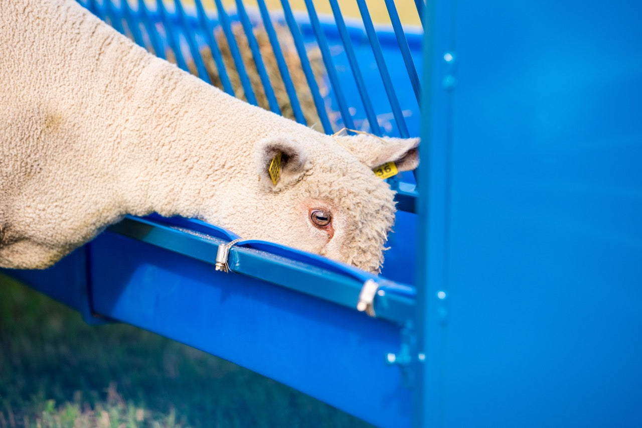 Sheep and goat bale feeder setup designed for safer handling and routine management