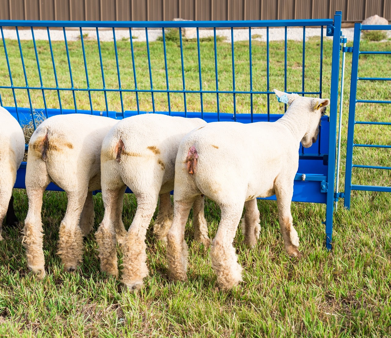 Feeding system used for hoof trimming, sorting and controlled livestock movement