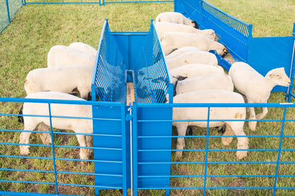 2-Sided Vertical Combination Feeders (824/826) sheep and goat grain feeder for livestock handling and animal flow