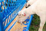 Sydell two sided goat and sheep feeder livestock farm