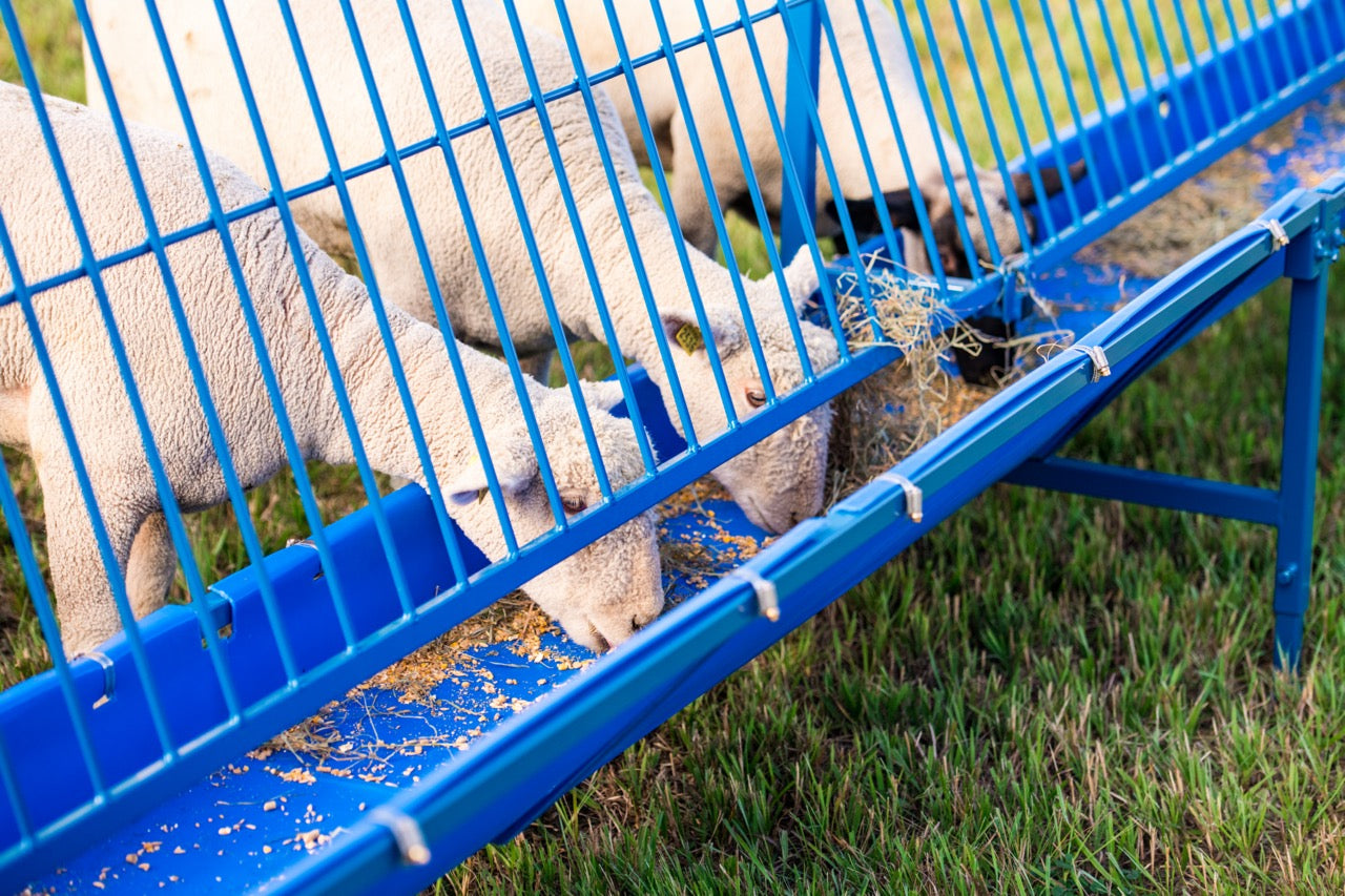 Starter Vertical Fenceline Feeders (815/817) installed in barn layout for efficient sheep and goat handling