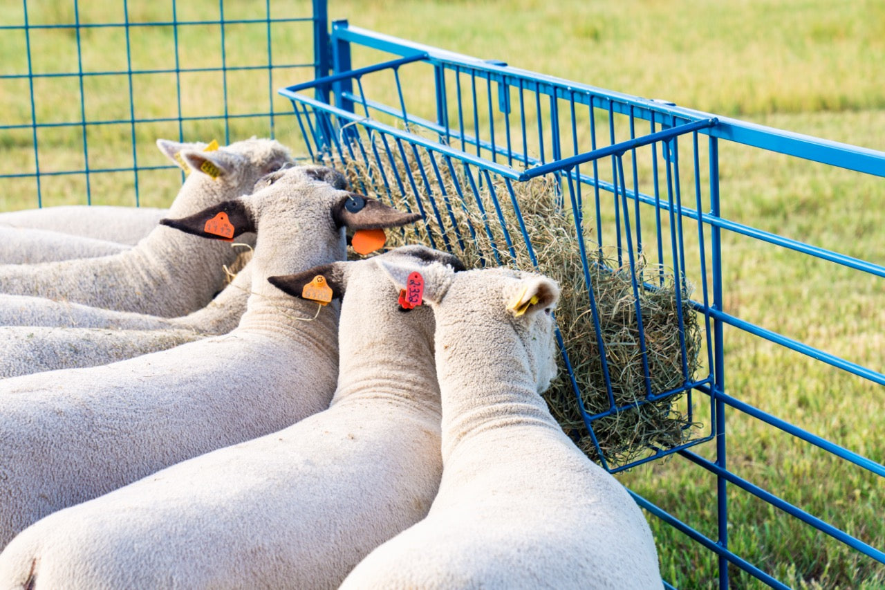 4' Steel Hay Basket for Sheep & Goats – Panel Mount | Sydell 0203 sheep and goat hay feeder for livestock handling and animal flow
