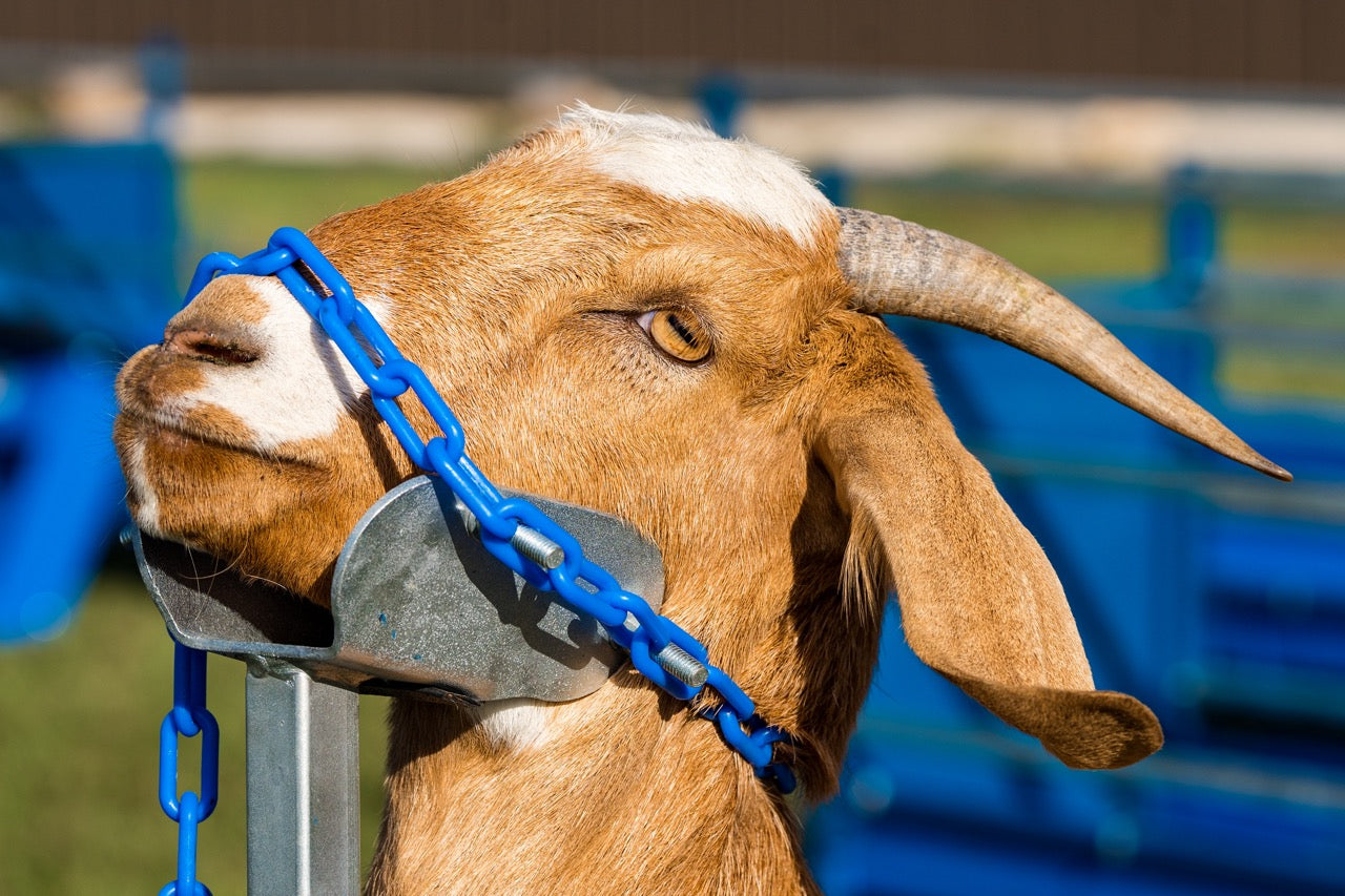 Small Head Piece –Item 0731-S installed in barn layout for efficient sheep and goat handling