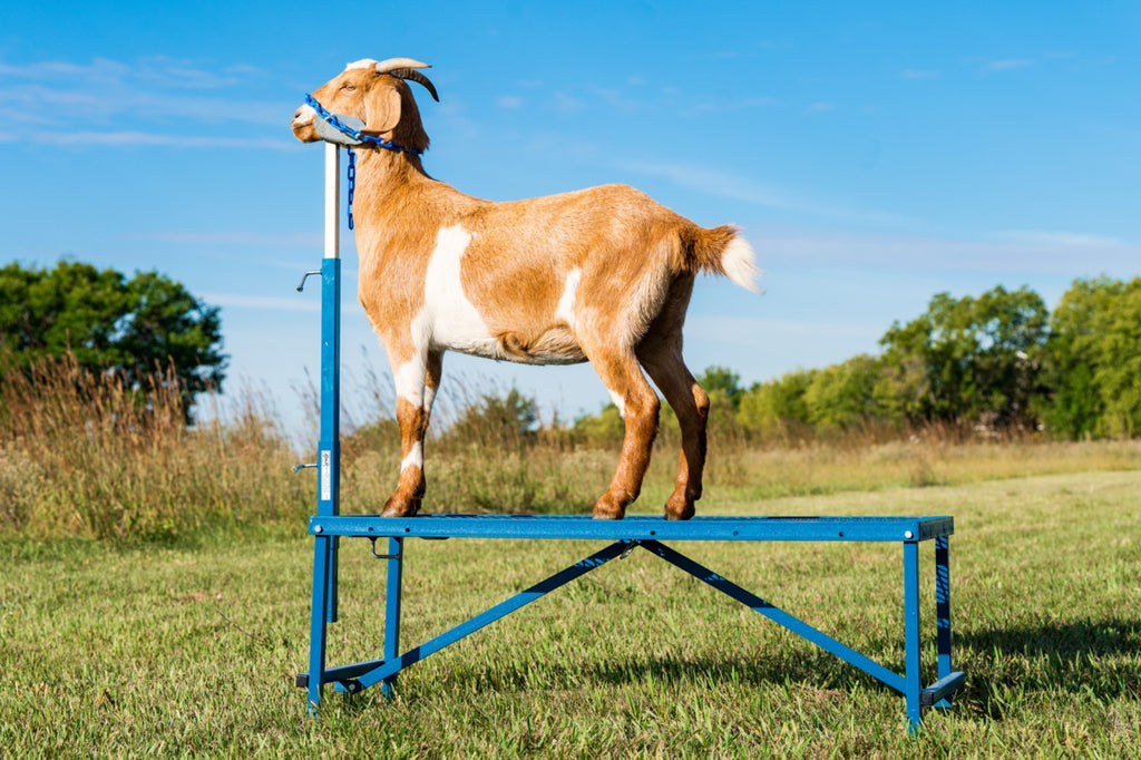 Goat Handler Fold-Up Fitting Stand (0705) | Sheep & Goat Show Equipment | Sydell ...