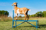 Sydell goat and sheep equipment stationary fold up fitting stand