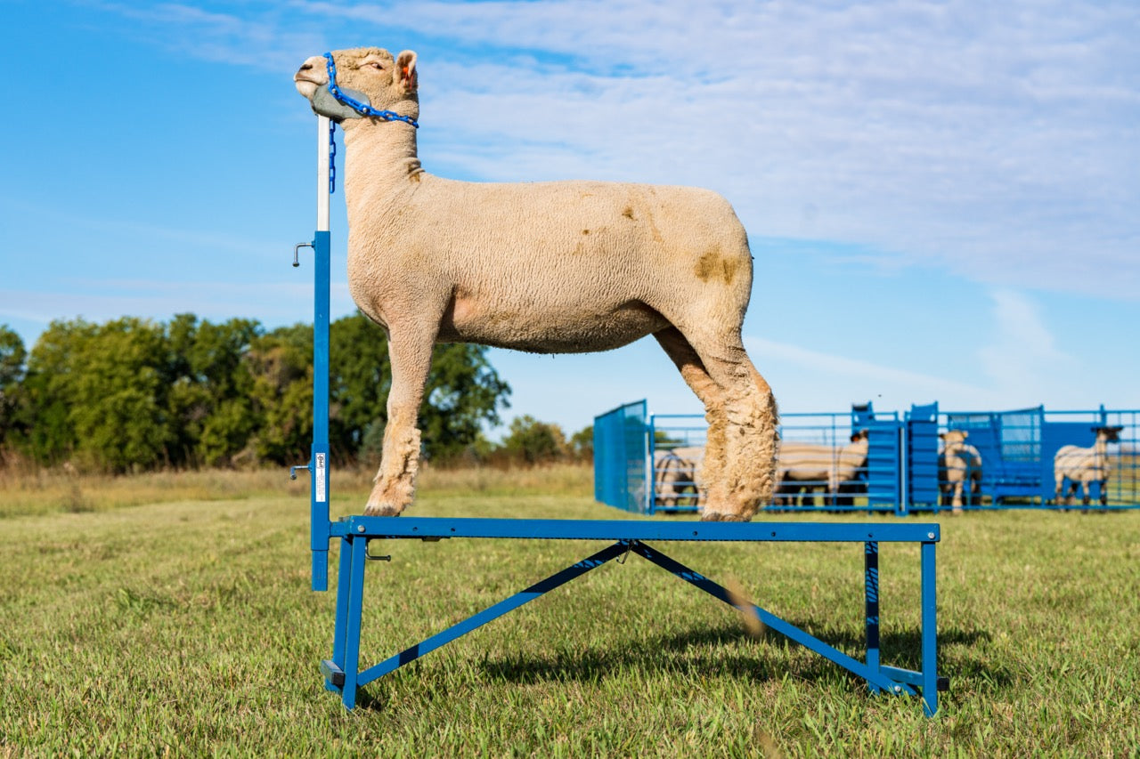 Livestock grooming stand used for hoof trimming, sorting and controlled livestock movement