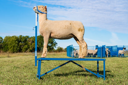 Livestock grooming stand used for hoof trimming, sorting and controlled livestock movement