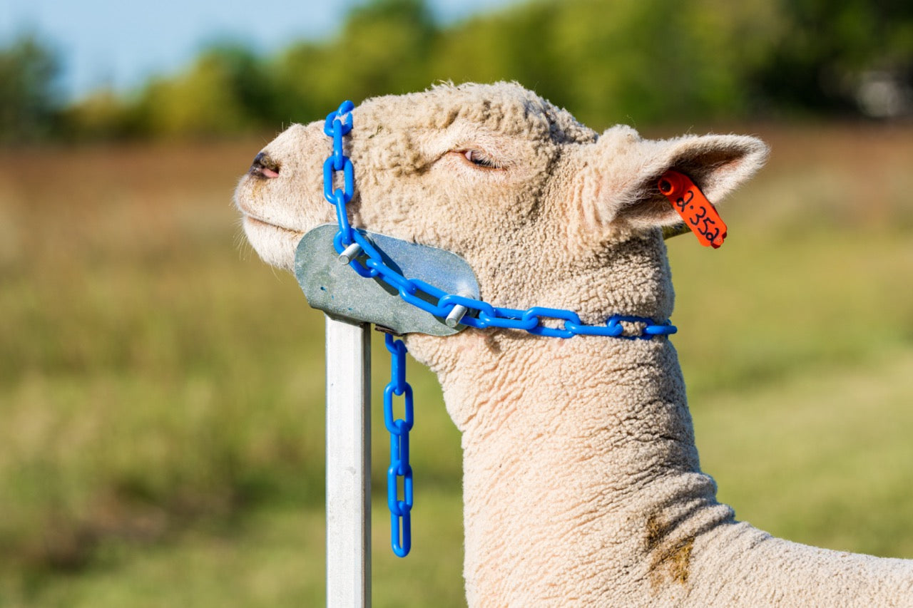 Detail view of livestock equipment connection and adjustable components for sheep and goats