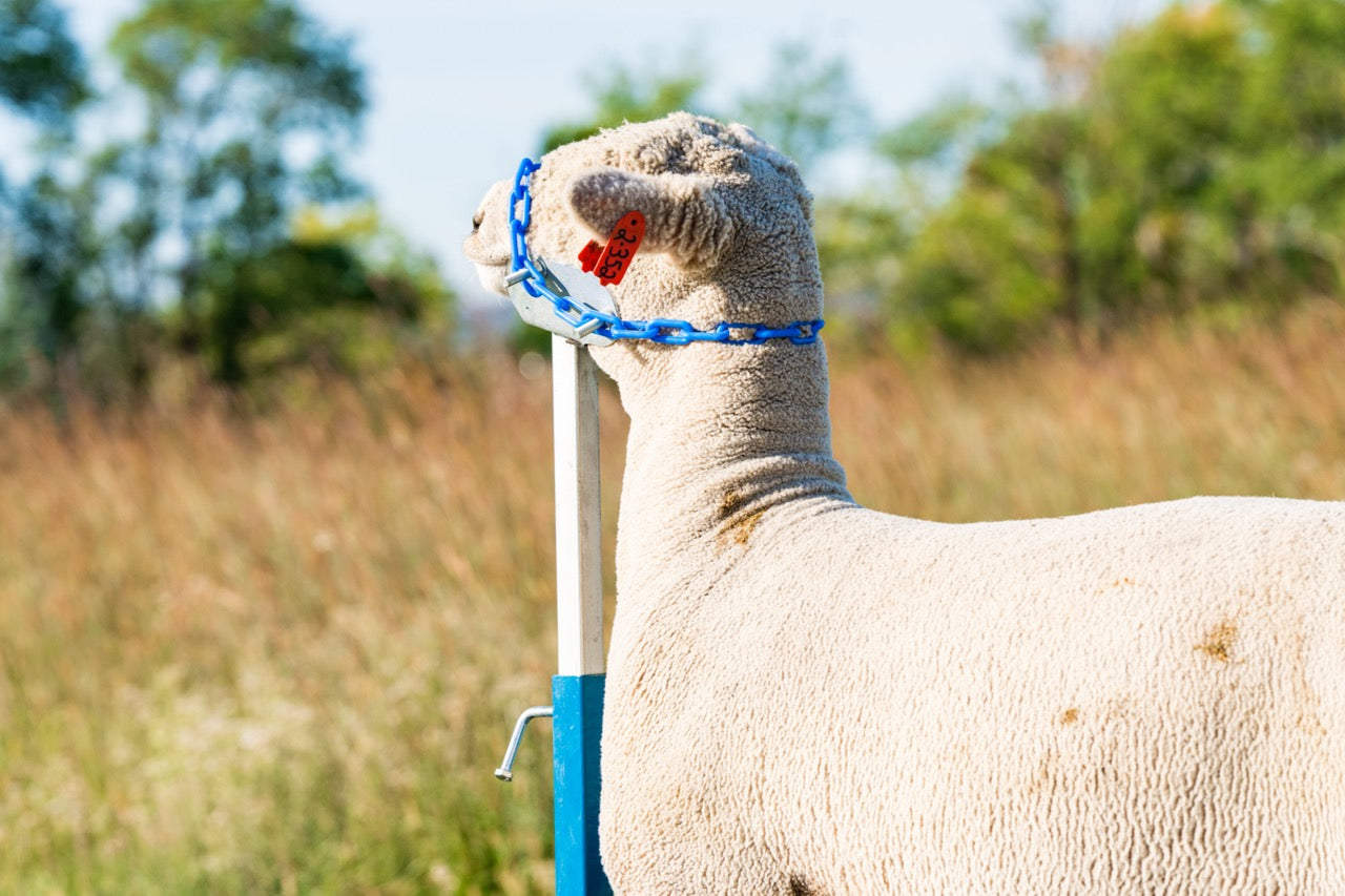 Small Head Piece –Item 0731-S sheep and goat handling equipment for livestock handling and animal flow