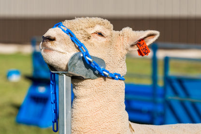 Sheep and goat barn system setup designed for safer handling and routine management