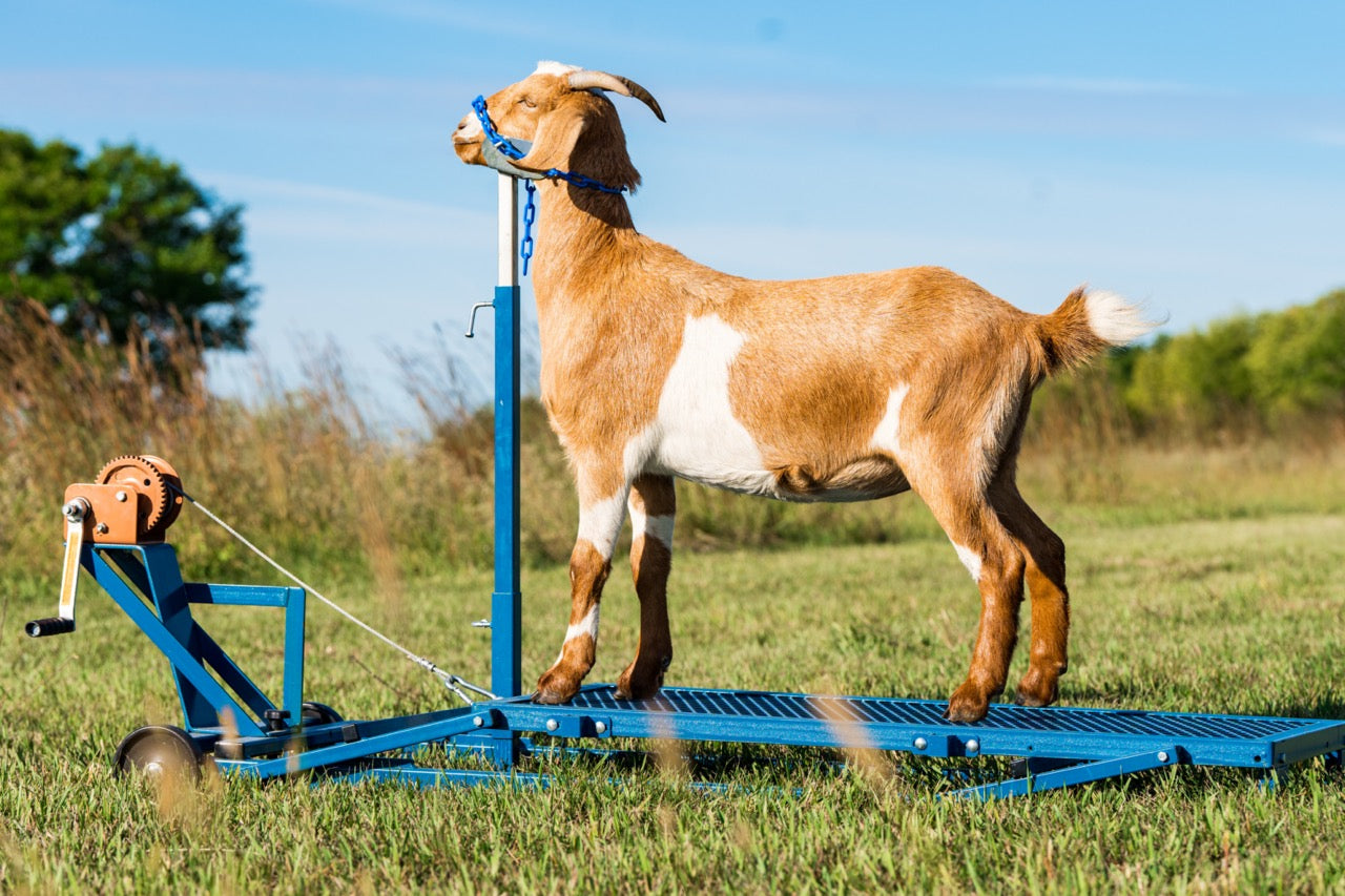 Sydell goat and sheep stand with winch block