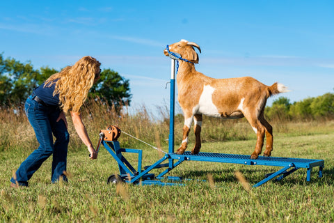 Sydell goat and sheep stand with winch block