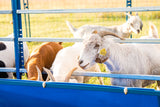 Sydell livestock horizontal fenceline feeders goat and sheep farming