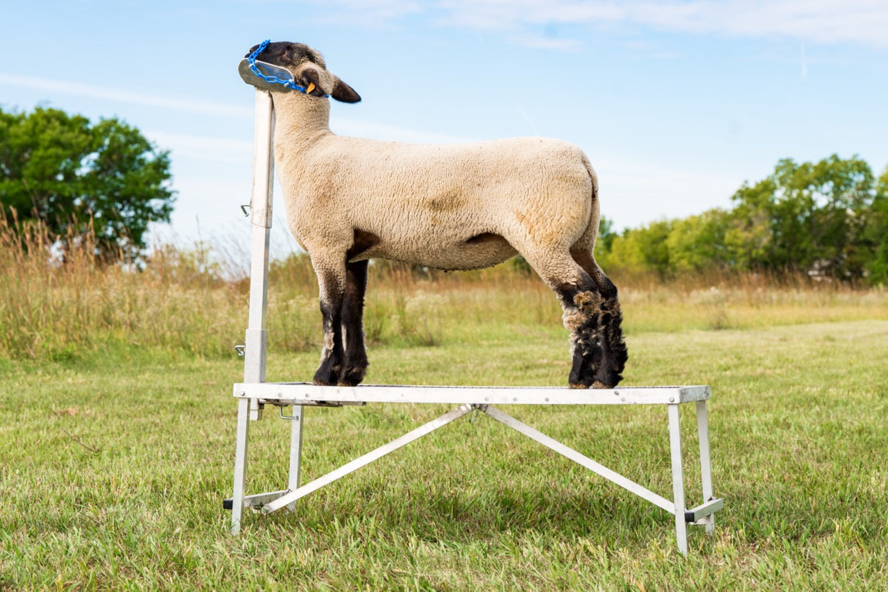 Aluminum Headpieces Chose From Small Head Piece Large Head Piece Nose Loop Head Piece installed in barn layout for efficient sheep and goat handling