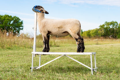 Aluminum Headpieces Chose From Small Head Piece Large Head Piece Nose Loop Head Piece installed in barn layout for efficient sheep and goat handling