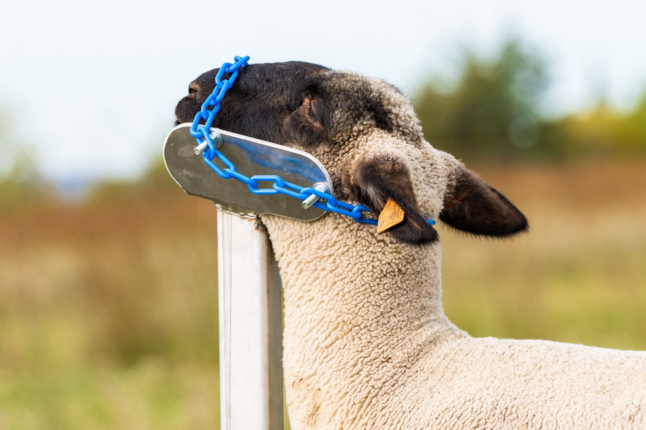 Detail view of livestock equipment connection and adjustable components for sheep and goats