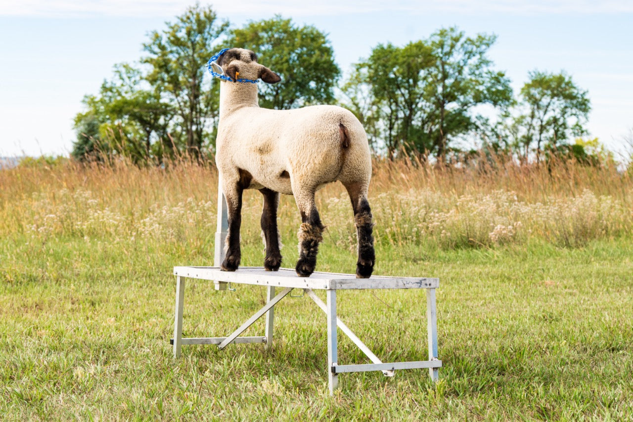 Fold-Up Fitting Stand (0705) installed in barn layout for efficient sheep and goat handling