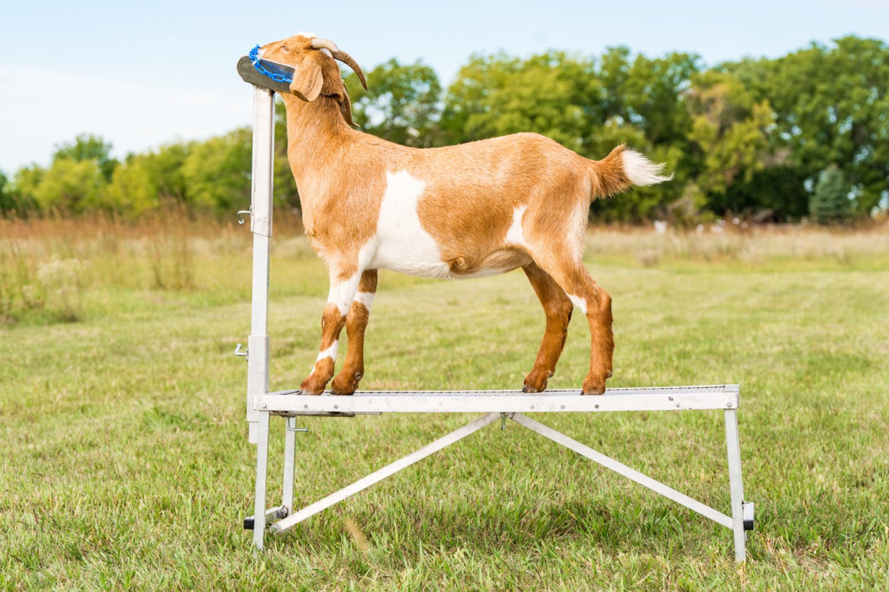 Detail view of show stand connection and adjustable components for sheep and goats