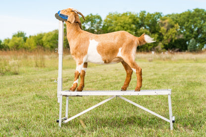 Detail view of show stand connection and adjustable components for sheep and goats
