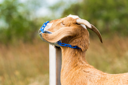 Fold-Up Fitting Stand (0705) sheep and goat livestock grooming stand for livestock handling and animal flow