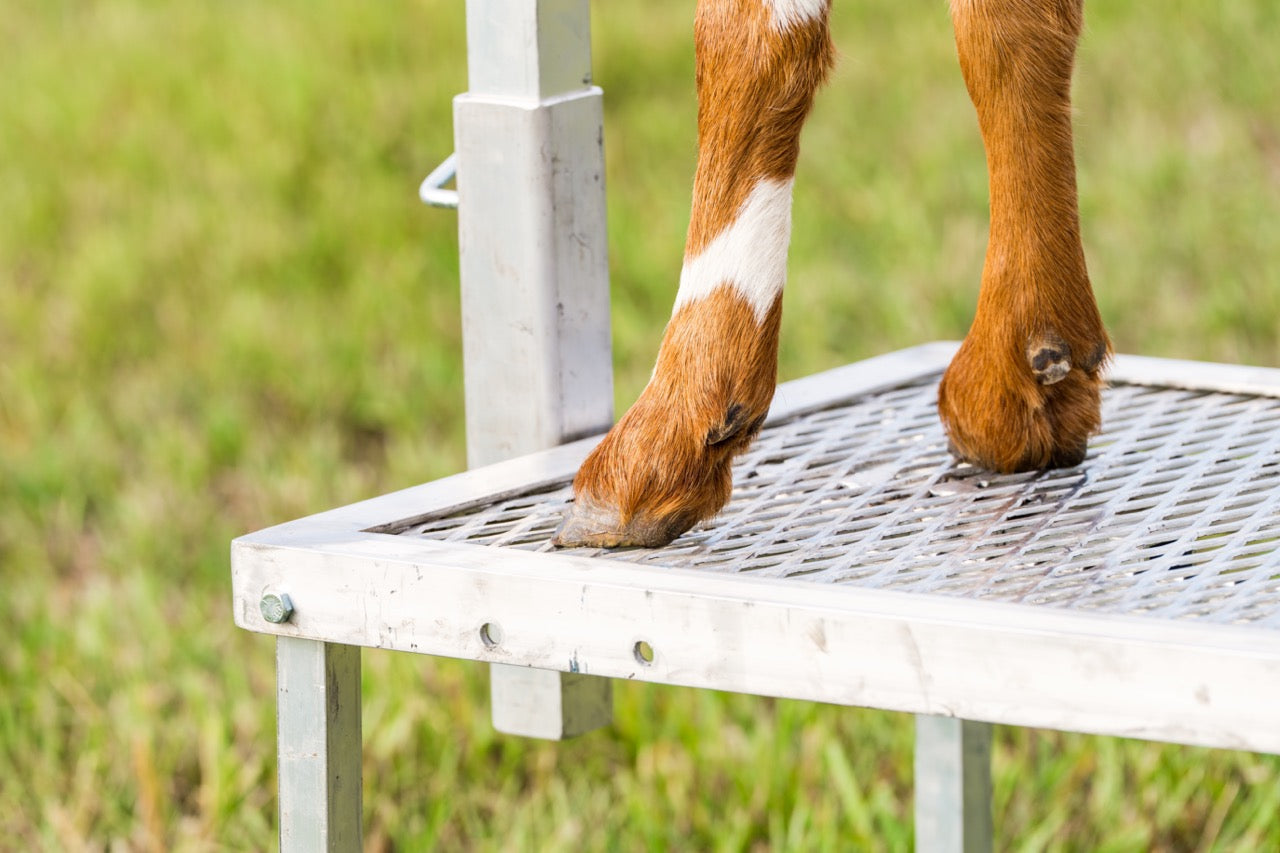 Sheep and goat conditioning stand setup designed for safer handling and routine management