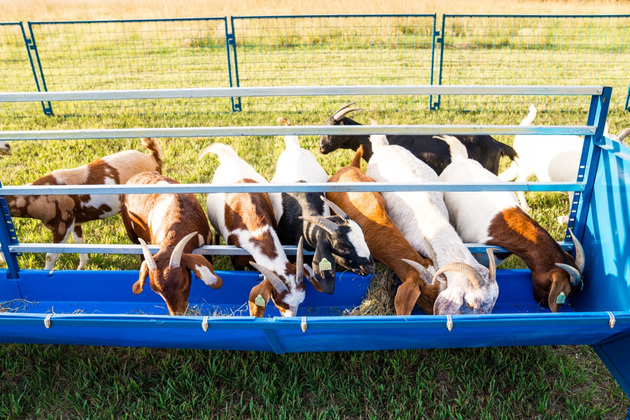 Detail view of hay feeder connection and adjustable components for sheep and goats