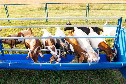Detail view of hay feeder connection and adjustable components for sheep and goats