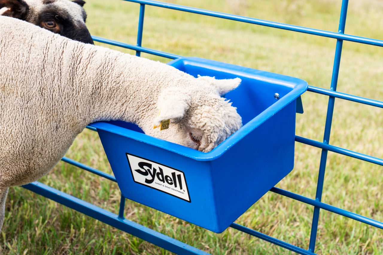 Sheep and goat grain feeder setup designed for safer handling and routine management