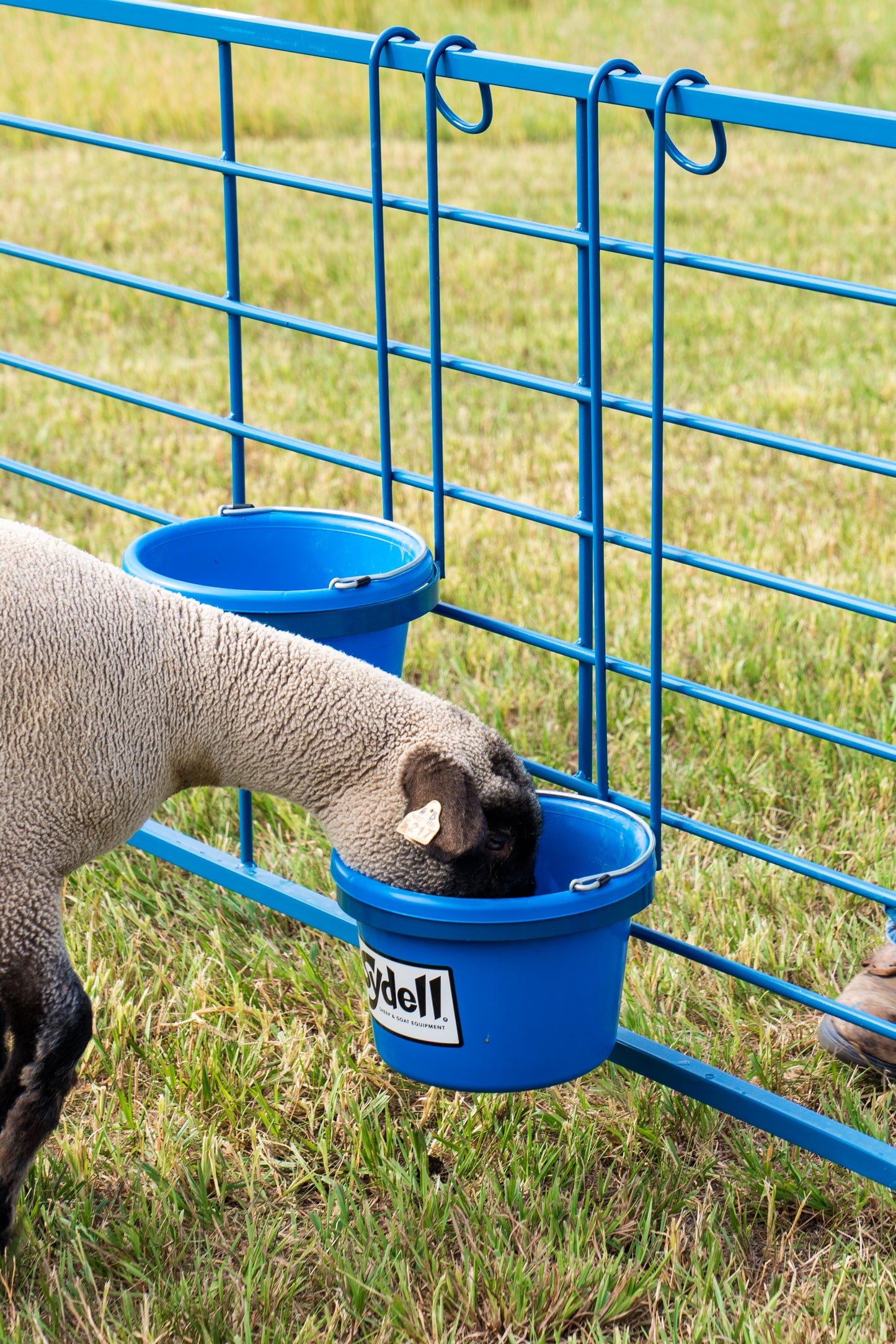 Panel system used for hoof trimming, sorting and controlled livestock movement
