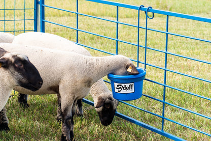 Sheep and goat handling equipment setup designed for safer handling and routine management