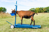 Sydell hydraulic stand with milking stanchion for goats and sheep