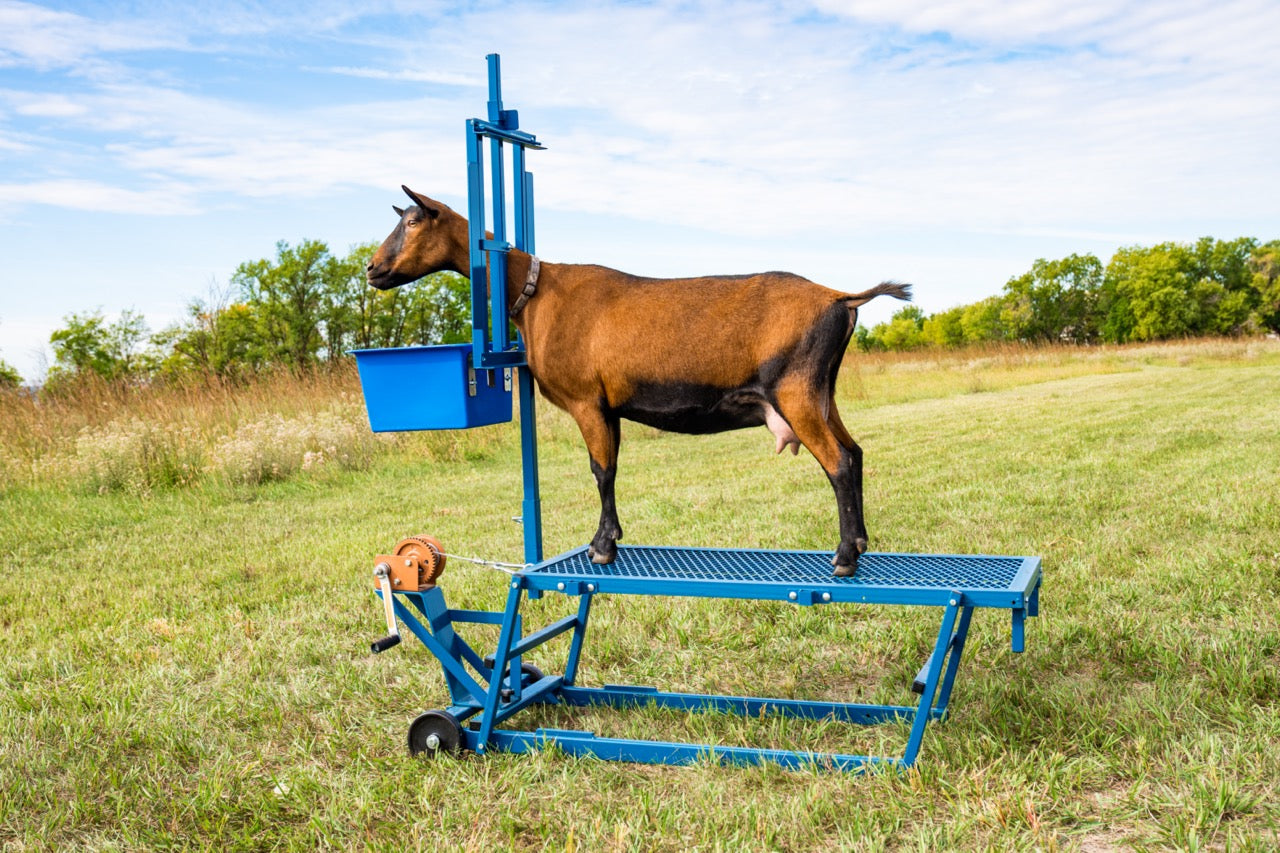 Box Feeder (1024B) sheep and goat grain feeder for livestock handling and animal flow