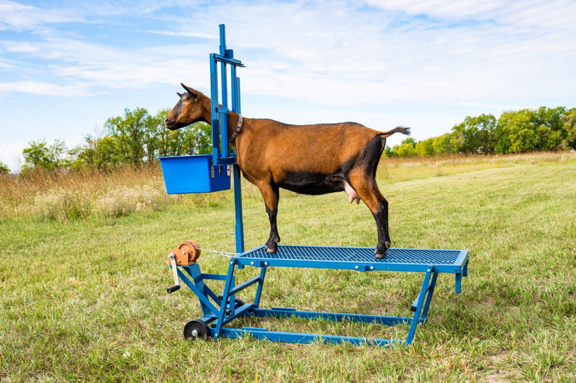 Box Feeder (1024B) for Sheep & Goats | Sydell – Sydell, Inc