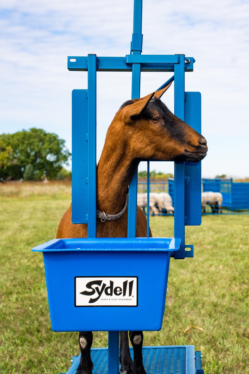 Sheep and goat handling equipment setup designed for safer handling and routine management