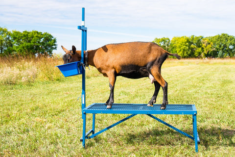 Sydell goat and sheep equipment milking stanchion with single head piece with poly feeder for milk stanchion milking goats and sheep