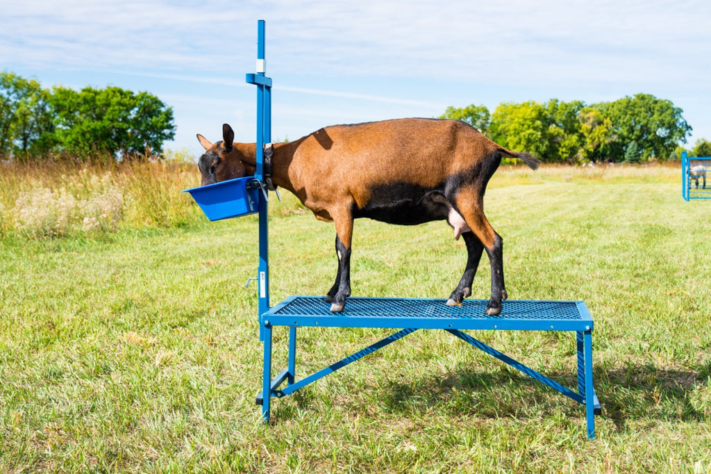 Milking Head Piece w/1’ Poly Feeder (735A) Sydell, Inc