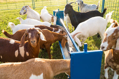 Trough Grain Feeder, V Shaped Trough, Bunk Feeder (0852V 7' & 0852V-4 4' ) sheep and goat grain feeder for livestock handling and animal flow