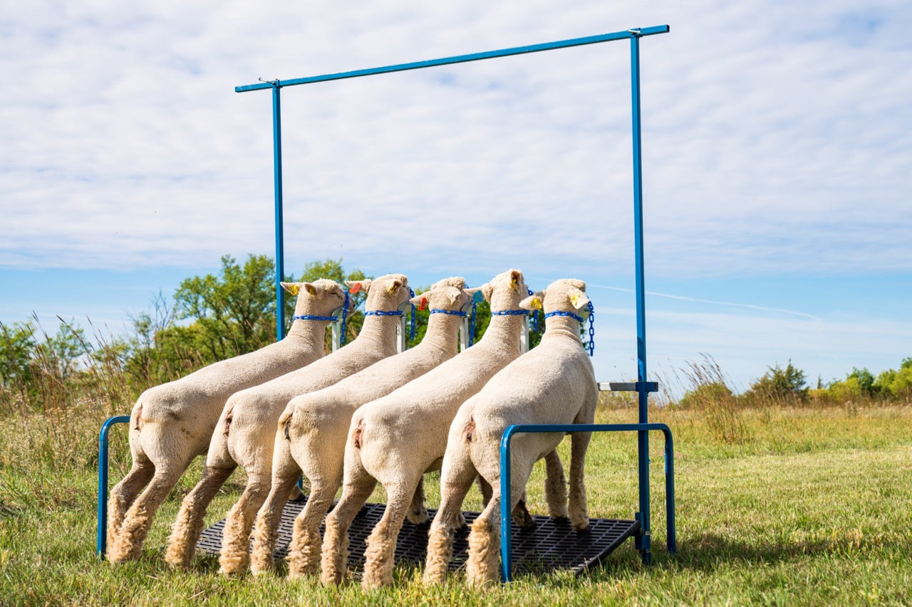 5-Head Show Rail (740-5COMP) sheep and goat show stand for livestock handling and animal flow